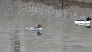G&auml;nses&auml;ger Wintergast