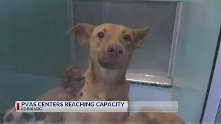 Animal shelter at capacity