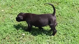 Boxador Puppy For Sale