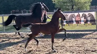 Dutch Harness Horse inspection at Wim Cazemier Equine Center in Spencerville, Indiana, USA