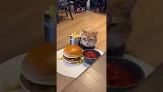 Wrong order?No problem!#ai #animals #funny #shorts