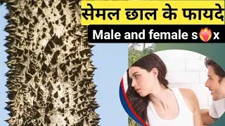सेमल छाल के फायदे,Semal ki chhal ke fayde,Semal ka ped,semar ki chhal ke fayde