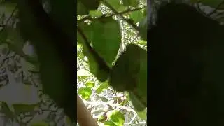 bird activity #youtubeshort video