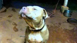 Talking Pitbull