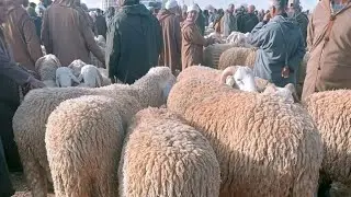 اسعار المواشي: سوق حاسي بحبح الجلفة22جانفي2026  السوق غالي والجو بارد| اسعار الماعز و الخروف والنعجة