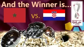 Marocco vs Croatia ⚽ World Cup 2022 Qatar | 🐜 Guessing Queen Ant