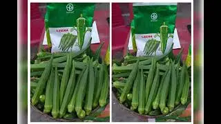 Kaveri seed company limited veg