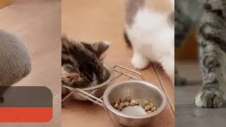 &ldquo;Top Smart Gadgets Pets ❤️ Need in 2025 #PetTech #SmartPets #PetGadgets&rdquo;