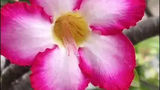 Bunga indah