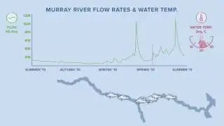Animation: Golden perch movement in the Murray River in response to flows (with music)