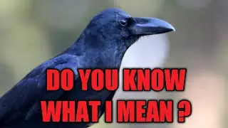 5 meanings of crows chirping in your house ! #animals #crows