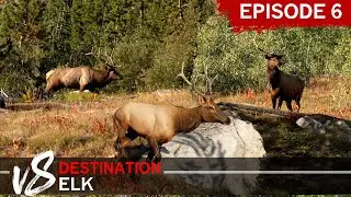The MOST INSANE Day of ELK CALLING! Episode 6: DEV8 (Destination Elk V8)