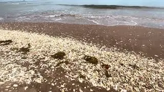 So Many Shells, Four Mile Beach, Onslow, Pilbara, Western Australia, Australia