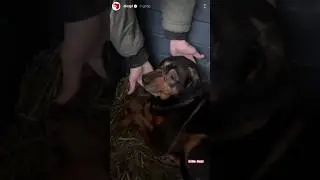 Te psy przeszły przez piekło 💔😭 #dog #dioz #help