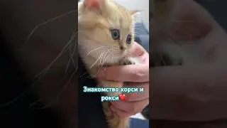 ПЕРВОЕ ЗНАКОМСТВО ХОРСИ РОКСИ/ #fluffylife #лабрадор