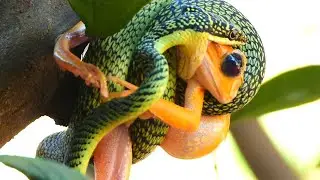 Green Snake and Tree Frog Encounter in Nature