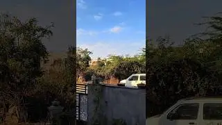 morning in birds singing 😍 #birds #nature #morning