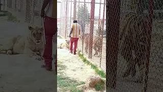 Angry bengal tiger