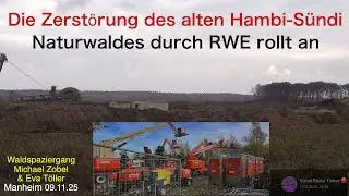 Die Zerstörung des alten Hambi-Sündi Waldes in Manheim durch RWE rollt an -Waldspaziergang  09.11.25