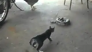 Cat and cock vs snake...