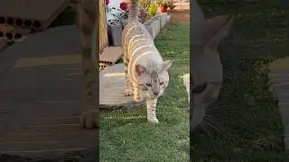 The kitten deliberately came to spoil me. #cats #cool #animals #pets #catvideos