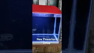 New Flowerhorn fish setup with black background  #flowerhorn #fish #aquarium #viralshorts