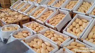 WHO LOVES MANGO? 😻🥭 THE WORLD'S BIGGEST FRUIT MARKET