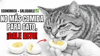 15 alimentos MEJORES que la comida para gatos, ECONOMICOS y SALUDABLES