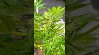 Tag 85 White Widow Automatic #whitewidow #cannabisdaily #homegrown #weed