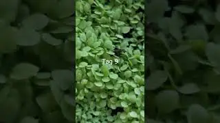 #kvier #k4 #Tabak #Garten #TabakAnbau