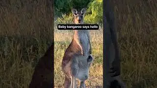Adorable Baby Kangaroo Pops Out Of Mother&rsquo;s Pouch To Say Hello