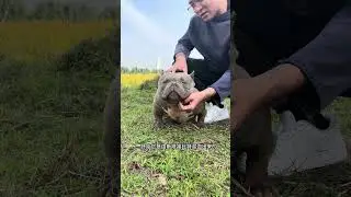AMERICAN BULLY in china