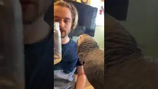 Это сделано из Шрека 🤣