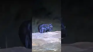 The Real black leopard (panther)see walk night #leopard #blackpanther #jaguar #wildlife #ytshots