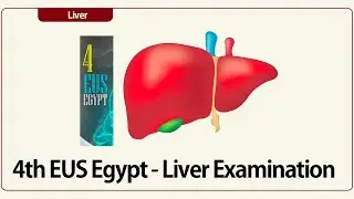 4th EUS Egypt: Linear EUS Examination of the Liver