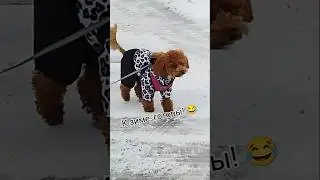 💥 По первому снегу!😂 #dog #comedy #shorts #subscribe