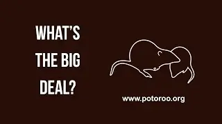 What&rsquo;s the Big Deal? | Gilbert&rsquo;s Potoroo - Chapter III