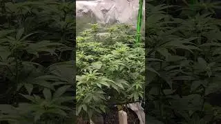 Hash burger 🍔 Gelato 41 week 2 update
