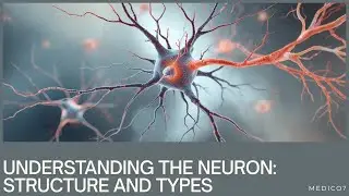 1.2 The Neuron-Structure and Function