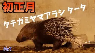 タテガミヤマアラシのタータの初正月　円山動物園　Tata the Crested Porcupine's First New Year