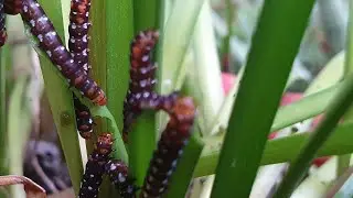 Caterpillars in rain lily#Shorts