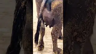 #eeshardairyfarm #youtubeshorts #sidhumoosewala #sector15