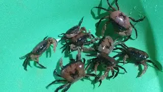 Asian crab eating,weird food eating #asian #weird#food#eating #asianFood#EatStrangeThings