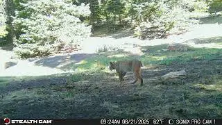Beautiful bobcat walks to water hole in summer