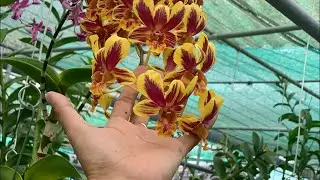 Vườn Lan Vĩnh Kim mang đến nhiều mẫu thiết kế đũ loại cho anh chị chơi tết ☎️0903177978