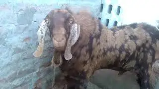American Bakra ₹100000/ ka