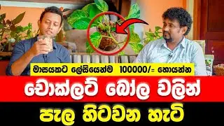 චොක්ලට් බෝල වලින් පැල හිටවන හැටි | MY TV SRI LANKA