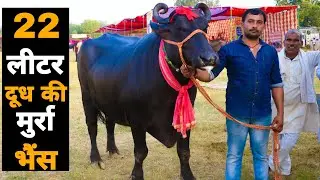बागपत जिले की बेहतरीन मुर्रा भैंस | Pure Murrah Buffalo in meerut Dairy Competition 2019