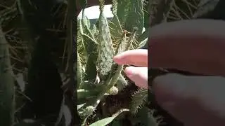 touching a cactus