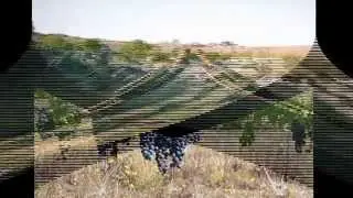 Niğde Bağları-Ramazan Yıldız